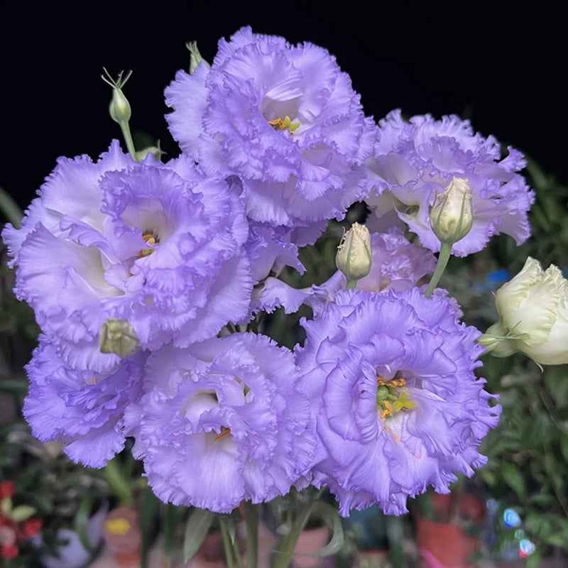 Eustoman siemenet (100 kpl) 💐 Lisianthus