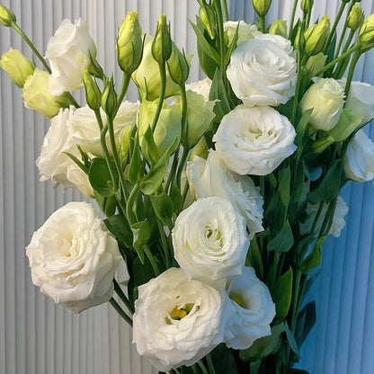 Eustoman siemenet (100 kpl) 💐 Lisianthus