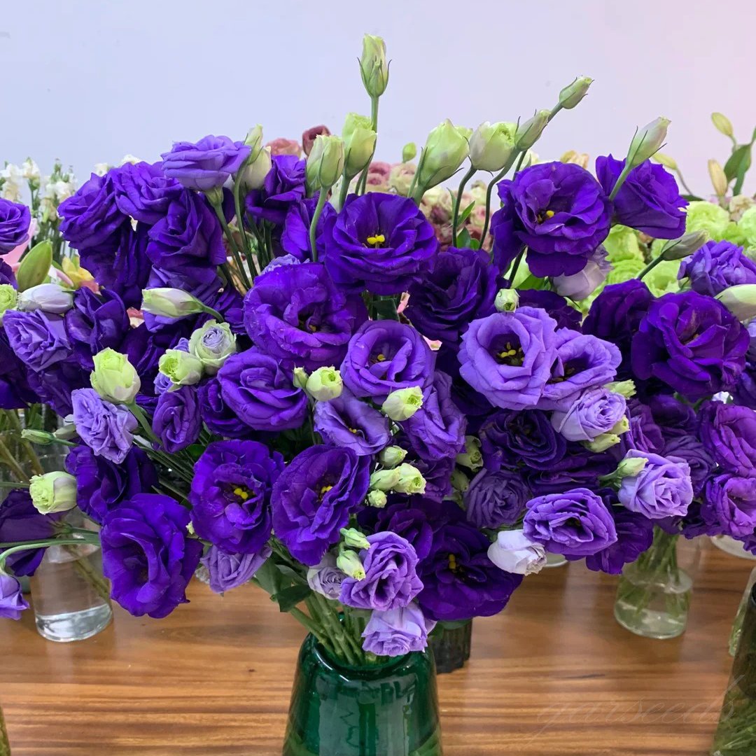 Eustoman siemenet (100 kpl) 💐 Lisianthus