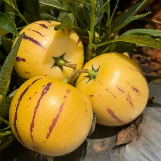 Pepino-melonin siemensekoitus (1000 kpl)