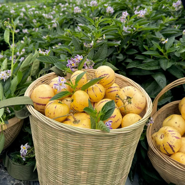 Pepino-melonin siemensekoitus (1000 kpl)