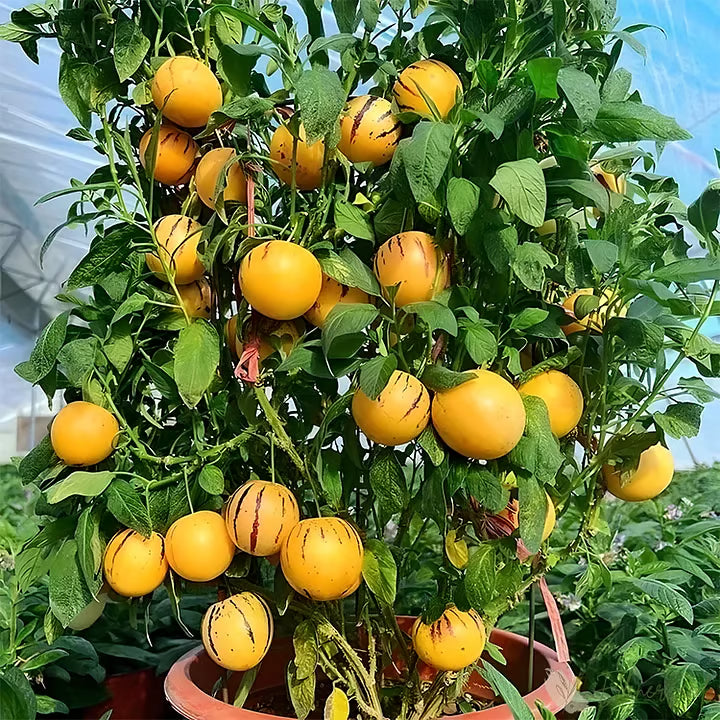 Pepino-melonin siemensekoitus (1000 kpl)