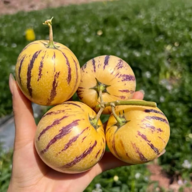 Pepino-melonin siemensekoitus (1000 kpl)